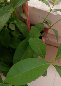 5 Jamun Plants
