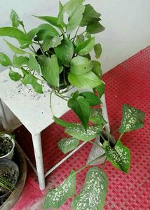 Set 2 Money & Dieffenbachias Amoen Plants