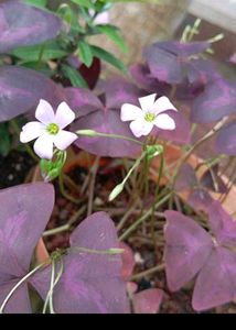 Purple Shamrock Plant And Snake Plan