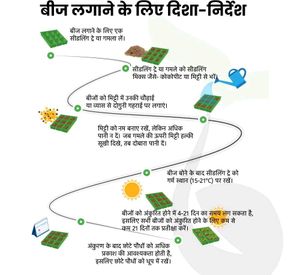 Salad Cabbage Hybrid Seeds पत्ता गोभी के बीज