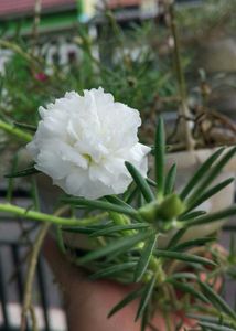 White Portulaca Flower Plants With Roots
