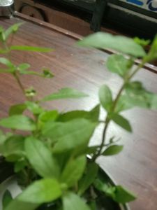 Brungraaj plant And Leaves