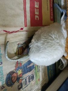 Toy Mouse
