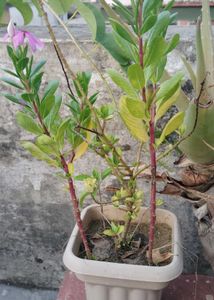 Periwinkle Or Sadarbhar