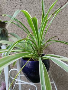 Spider Plant With Roots