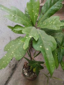 Freash Nd Healthy Croton Doted Plant With Room