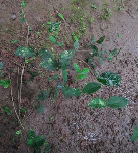 Jasmine Plant (Climbing type)