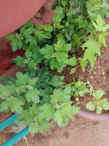 3 Colours Of Chamunthi