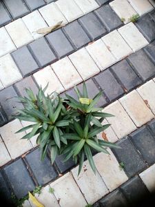 10 Live Root Plants