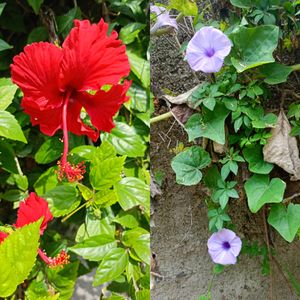 Combo of 7 flowers plants Canna indica, 10 seedsCa