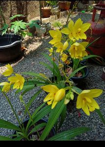 Yellow Ground Orchid🌼🌼🌼