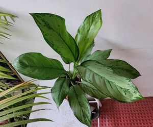 Set2 Plants Evergreen Money&amp; dieffenbachia seguln
