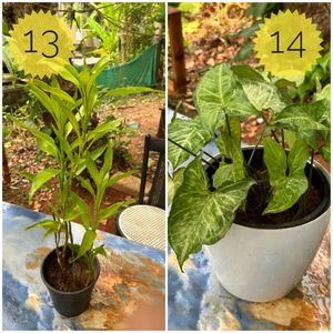 You Can Select 10 Live Root Plants