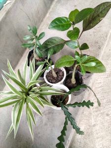 collection of various plants combo