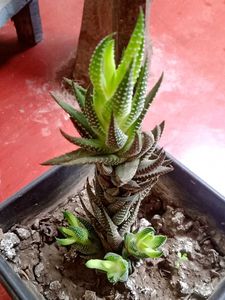 Cobra Lily/Both for Indoor and Outdoor Plant