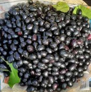 Fruits Seeds @ Low Price