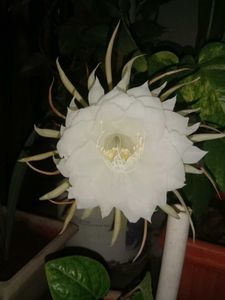 Brahma Kamal - Queen of the Night Epiphyllum