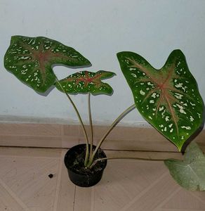 pack 2 Ming Aralia &amp; ujjalaseeds rare polka🪴