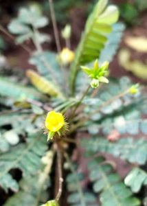 Lakchana/Lajalu /Mukkutti Medicinal Plant