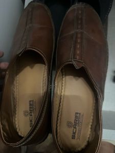 Sicaria Tan Bellies Wore Thrice Only With Box