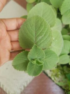 Mexican Mint ( Oregano )
