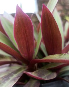 Rio Plant