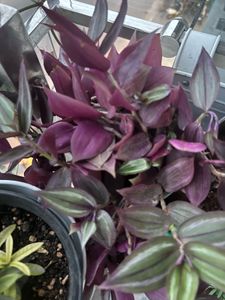 Huge plants moveout sale