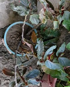 Mixed Verity Of Plants