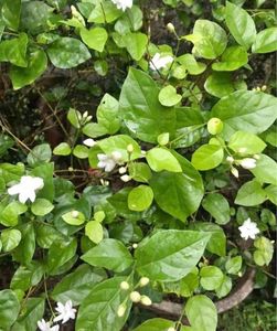 Madam Mulls/jasmin Plant