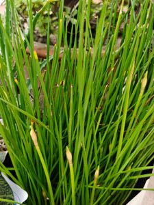 Combo Of Rain Lily Bulbs &amp; Seeds