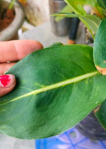 COMBO Live plants for sale