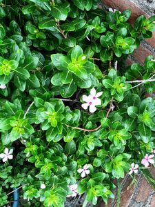 Sadabahar Plant