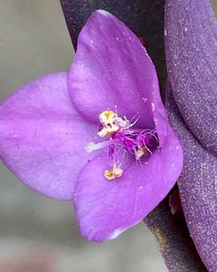 Purple Heart Plant