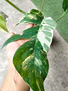 Varigated Epiprenum