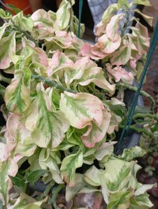 Devil's Backbone Plant
