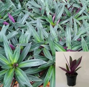 Rhoeo Spathacea (Moses)-2. Real Plant
