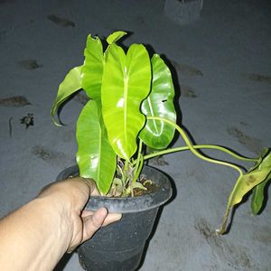 Philodendron @ Low Price