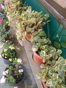 Compo 2 Variegated Baby Rubber Plant