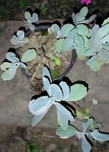 Flower Dust Plant