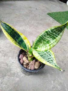 Assorted Sansevierias (5 Varieties)