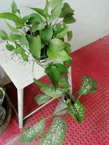 Set 2 Money &amp; Dieffenbachias Amoen Plants