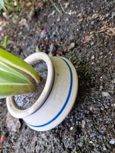 Mini Ceramic Potted Succulent