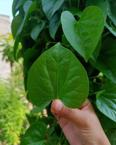 Ayurvedic Healthy Thippatheega Giloy Plant