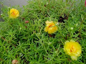 PORTUCULA PLANT (COMBO)
