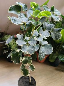 Shield aralia (plum arali) with pot