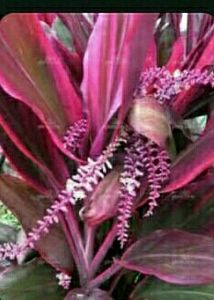 Dracaena Red Ruby Plant 🌵&amp; Pot
