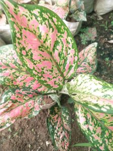 Aglaonema Boxer Big Size  Beautyful Plant