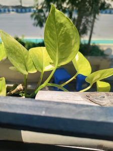 Combo Of Indoor Plants