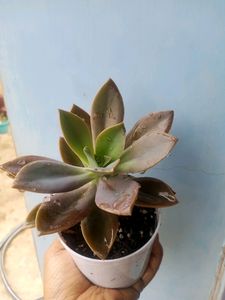 Echeveria Succulent Big Size
