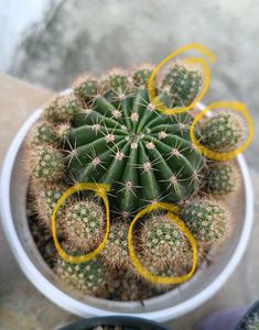 Cactus Baby Pup